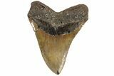 Fossil Megalodon Tooth - North Carolina #200240-2